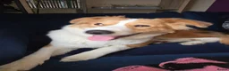 Mixed Breed dogs for sale: Beautiful male shepkita - Advert 5