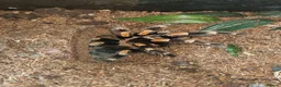 Tarantulas invertebrates for sale: tarantulas, Scorpions, Geckos,bugs and snails. - Advert 5