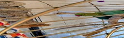 Parrots birds for sale: INDIAN RING NECK PARROT ( MALE ) - Advert 4