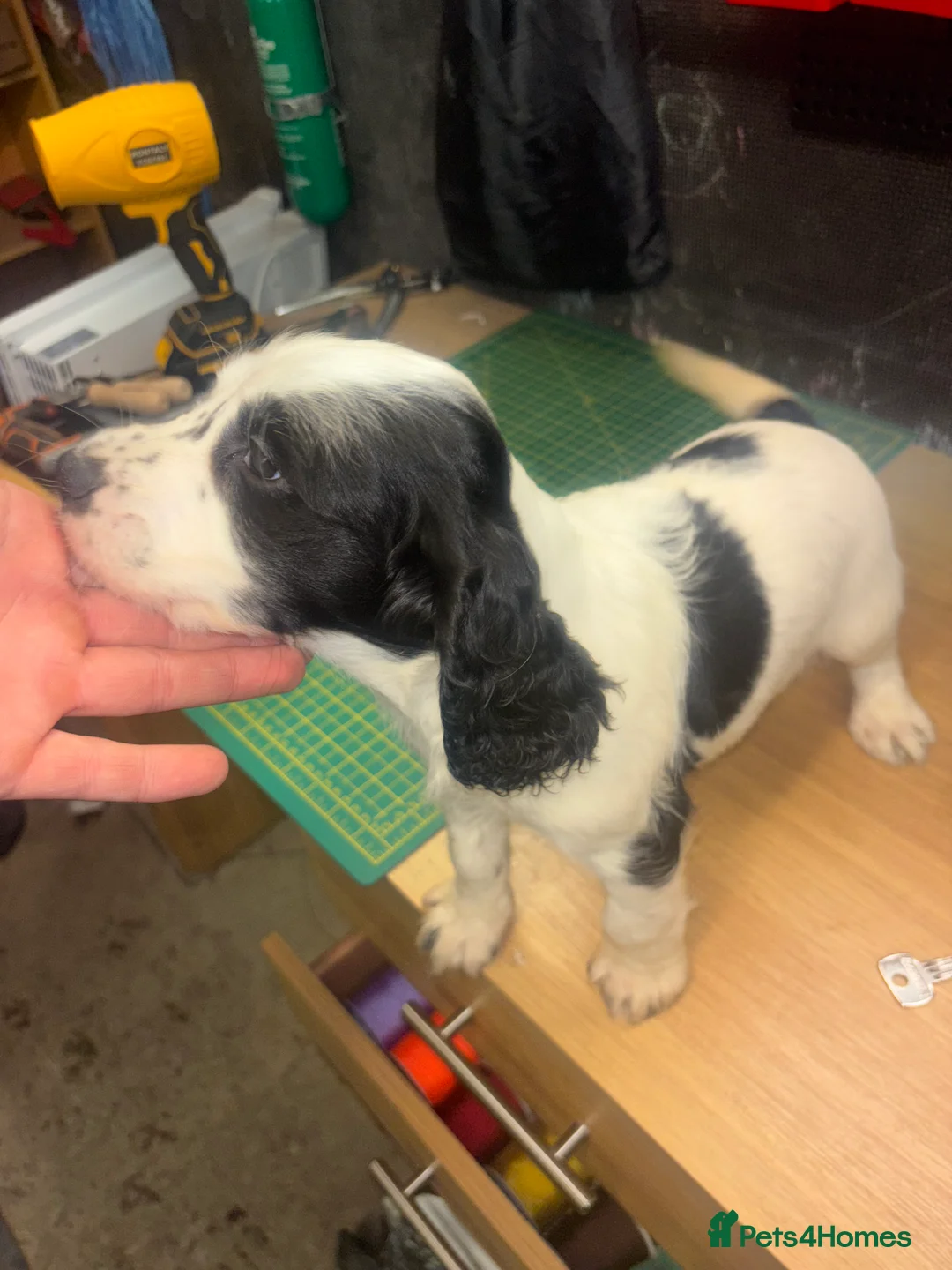 Cocker Spaniel dogs for sale: Cocker spaniel puppy  - Advert 1