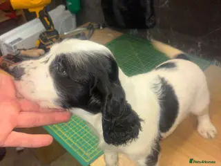 Cocker Spaniel dogs Cocker spaniel puppy - Advert 11