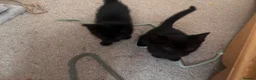Mixed Breed cats for sale: Black kittens - Advert 12