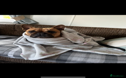 French Bulldog dogs for stud: Arnie  - Image 5