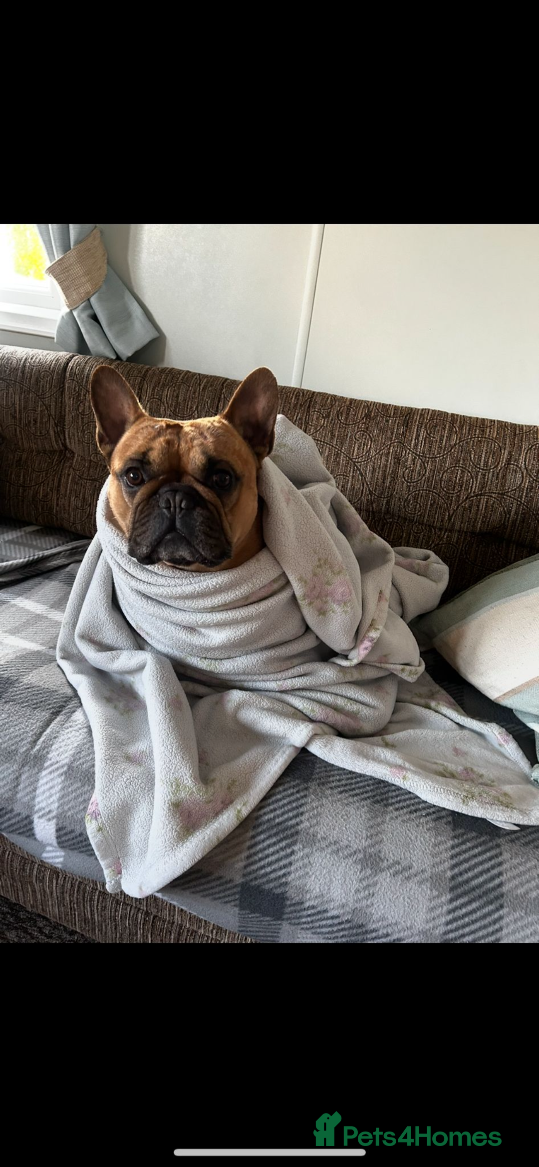 French Bulldog dogs for stud: Arnie  - Image 5