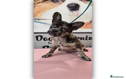 Mixed Breed dogs for sale: Draco 11 month old 3/4 Frenchie 1/4 toy poodle. - Image 1