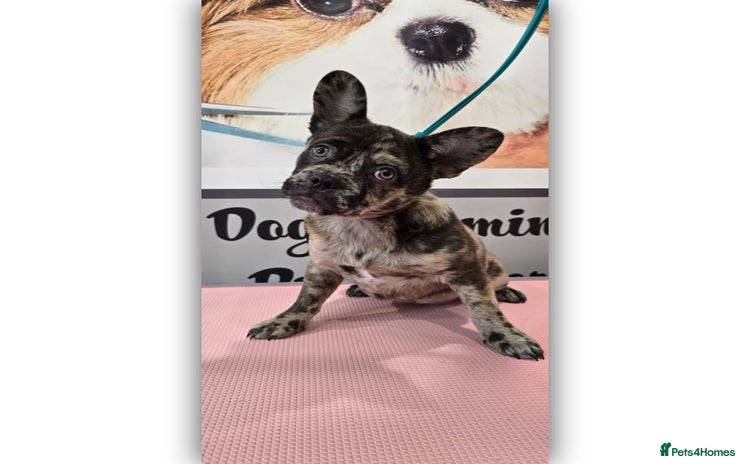 Mixed Breed dogs - Advert 6