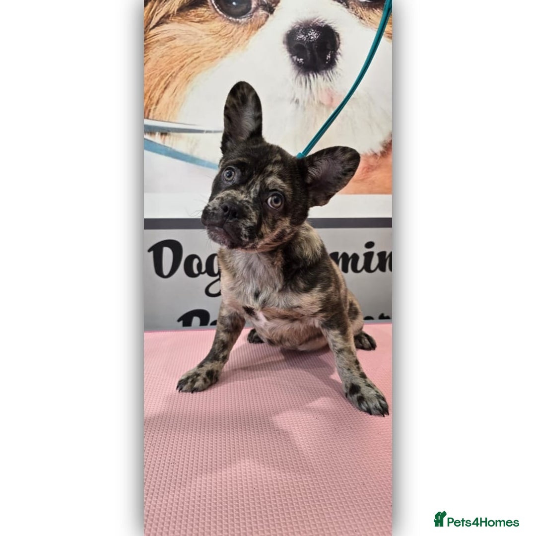 Mixed Breed dogs for sale: Draco 11 month old 3/4 Frenchie 1/4 toy poodle. - Image 1