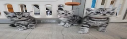 British Shorthair cats for sale: Original BSH Silver Tabby kittens  - Advert 18