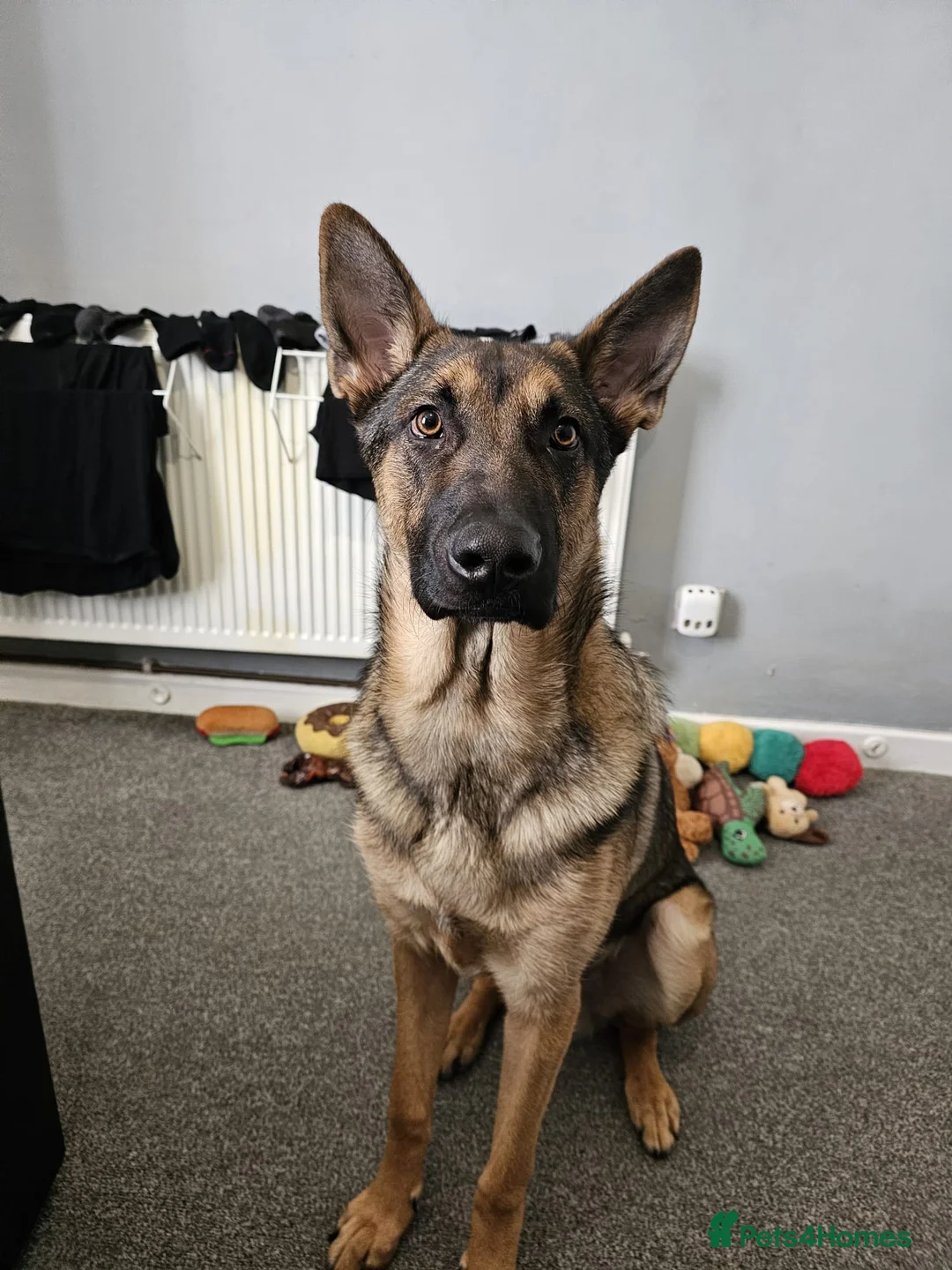 German Shepherd dogs for sale: Male pup  - Advert 2