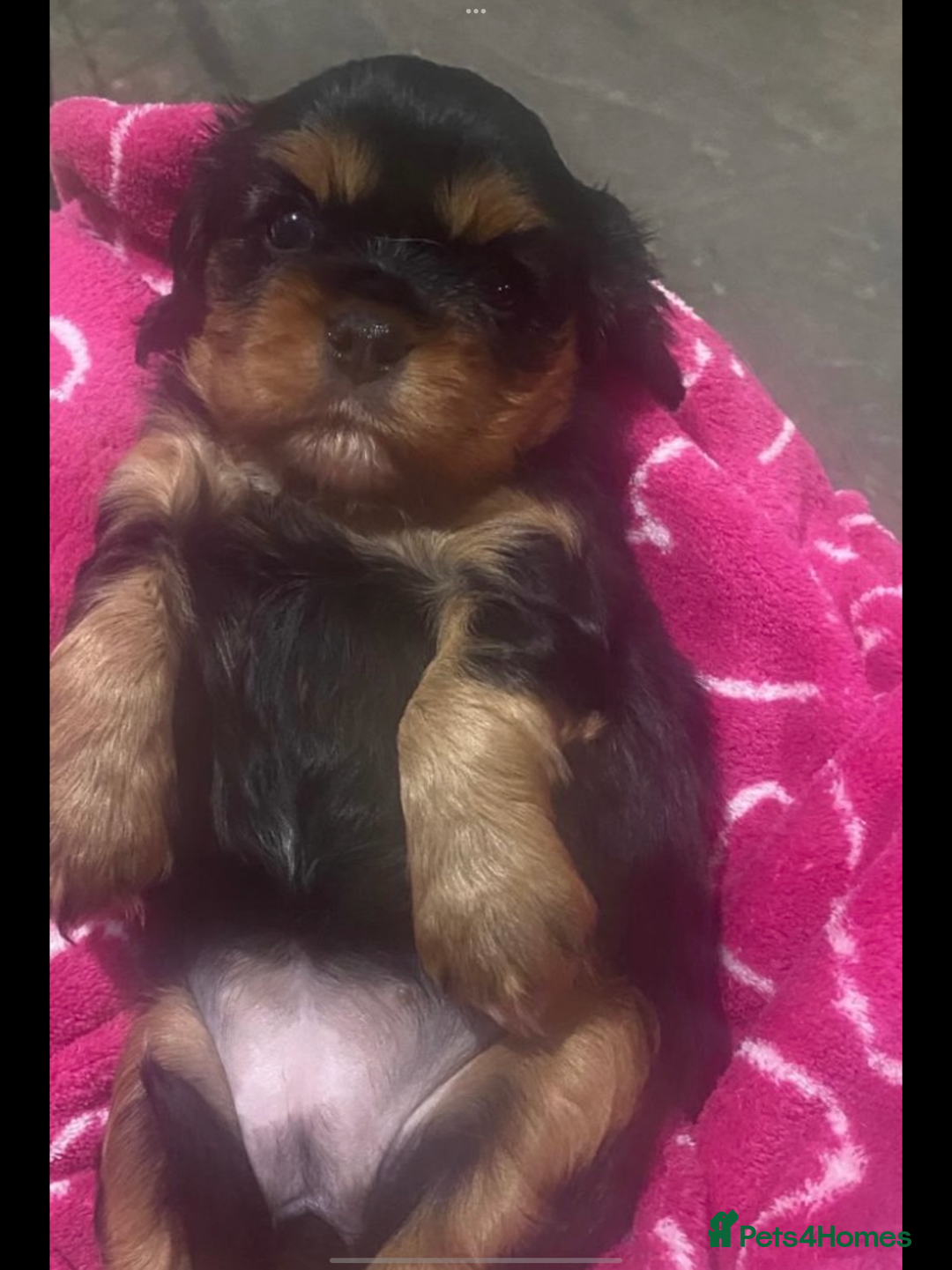Cavalier King Charles Spaniel dogs for sale: Confident female cavalier - Advert 4