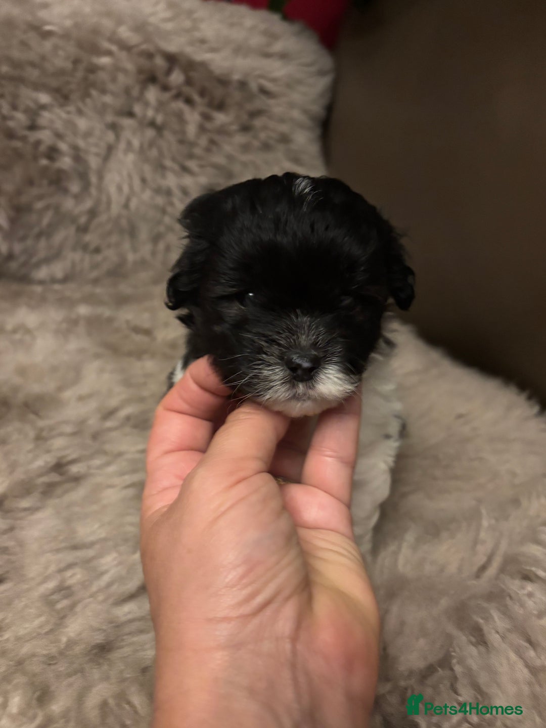 Mixed Breed dogs for sale: Adorable Bolonoodle Puppies - Advert 18