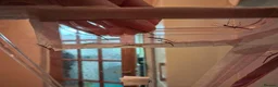 Stick Insects invertebrates for sale: Baby stick insects for sale in Sheffield - Advert 2