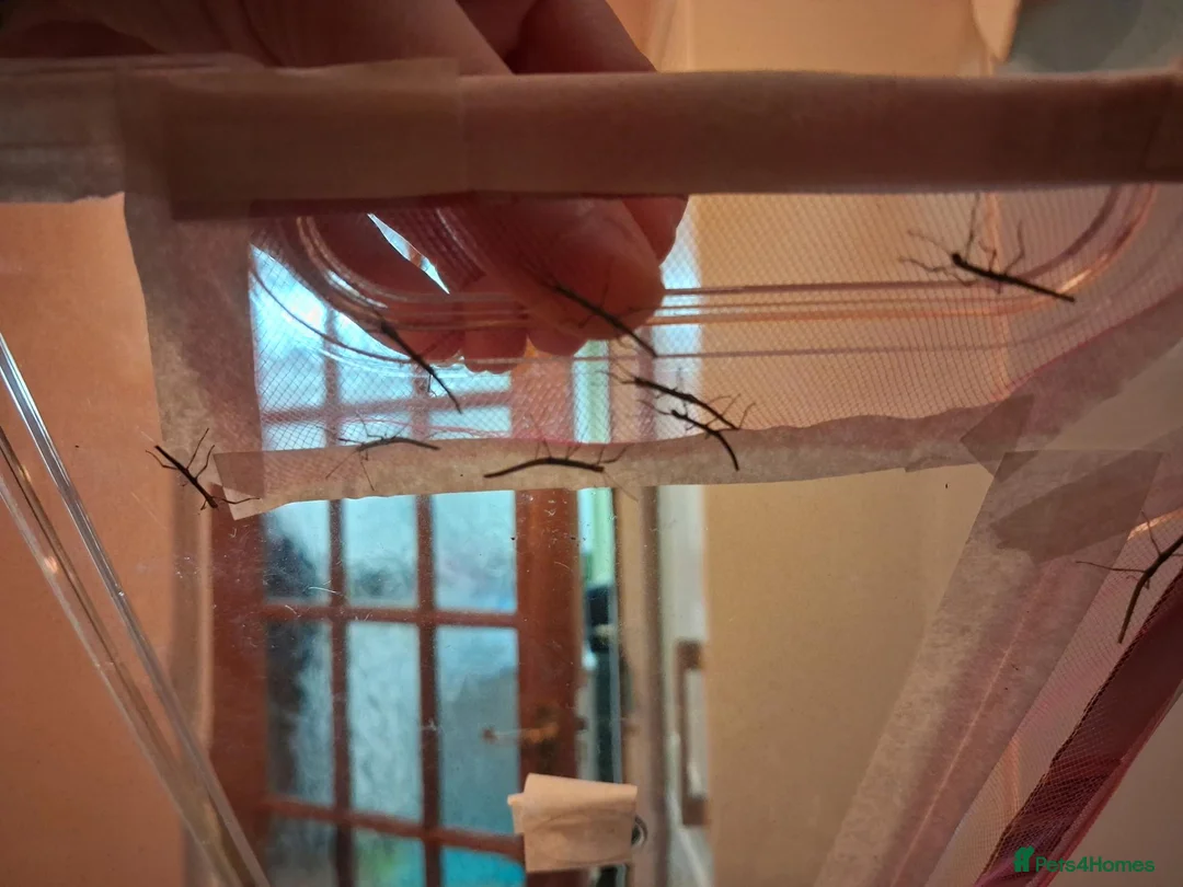Stick Insects invertebrates for sale: Baby stick insects for sale in Sheffield - Advert 2