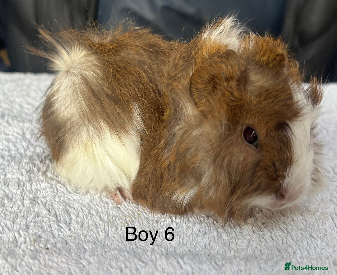 Guinea Pig rodents for sale: Lovely baby guinea pigs for sale  - Image 6