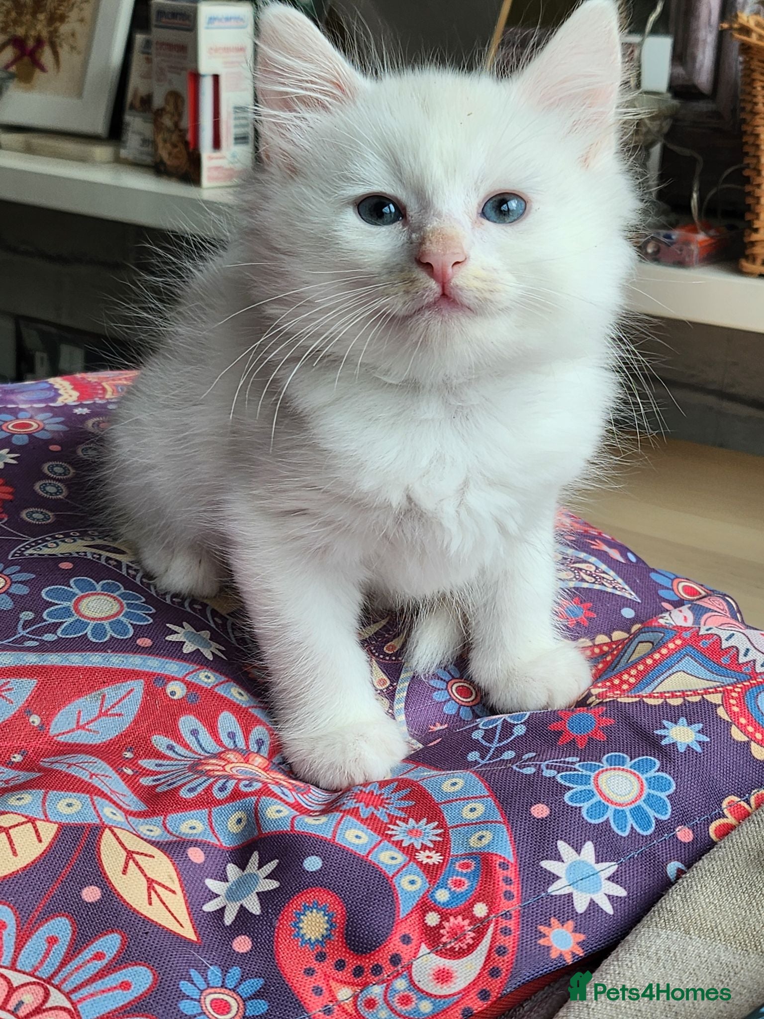 Mixed Breed cats Khao Manee mix kittens for sale  - Advert 1