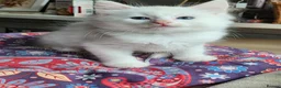 Mixed Breed cats for sale: Khao Manee mix kittens for sale  - Advert 5