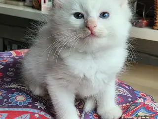 Mixed Breed cats Khao Manee mix kittens for sale - Advert 1