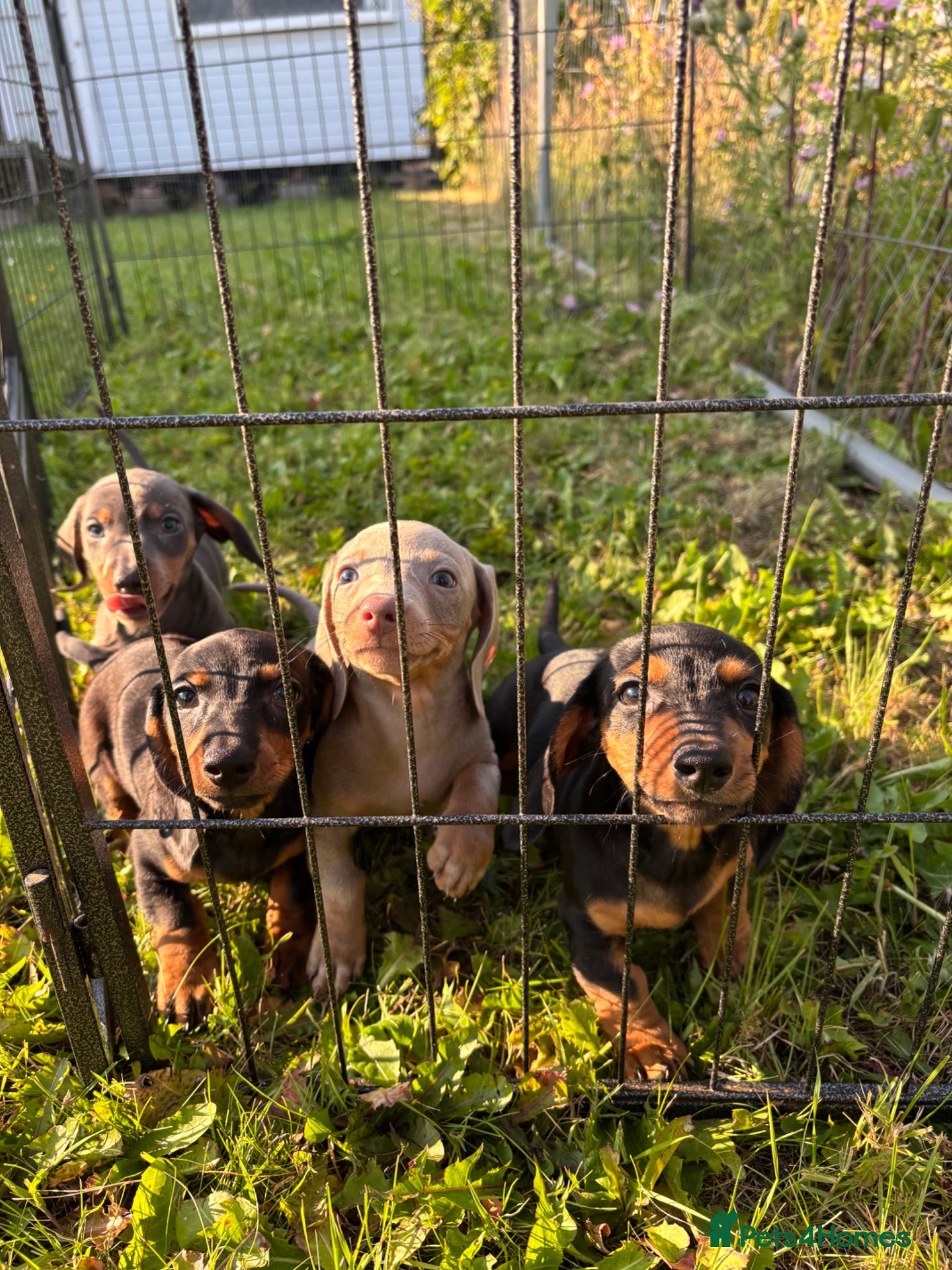 Miniature Dachshund dogs Last female Mini dachshund puppy ready to leave‼️ - Advert 18
