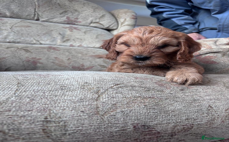 Cockapoo dogs F1 Cockapoo puppies - Advert 6