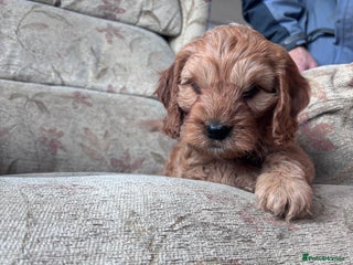 Cockapoo dogs F1 Cockapoo puppies - Advert 5