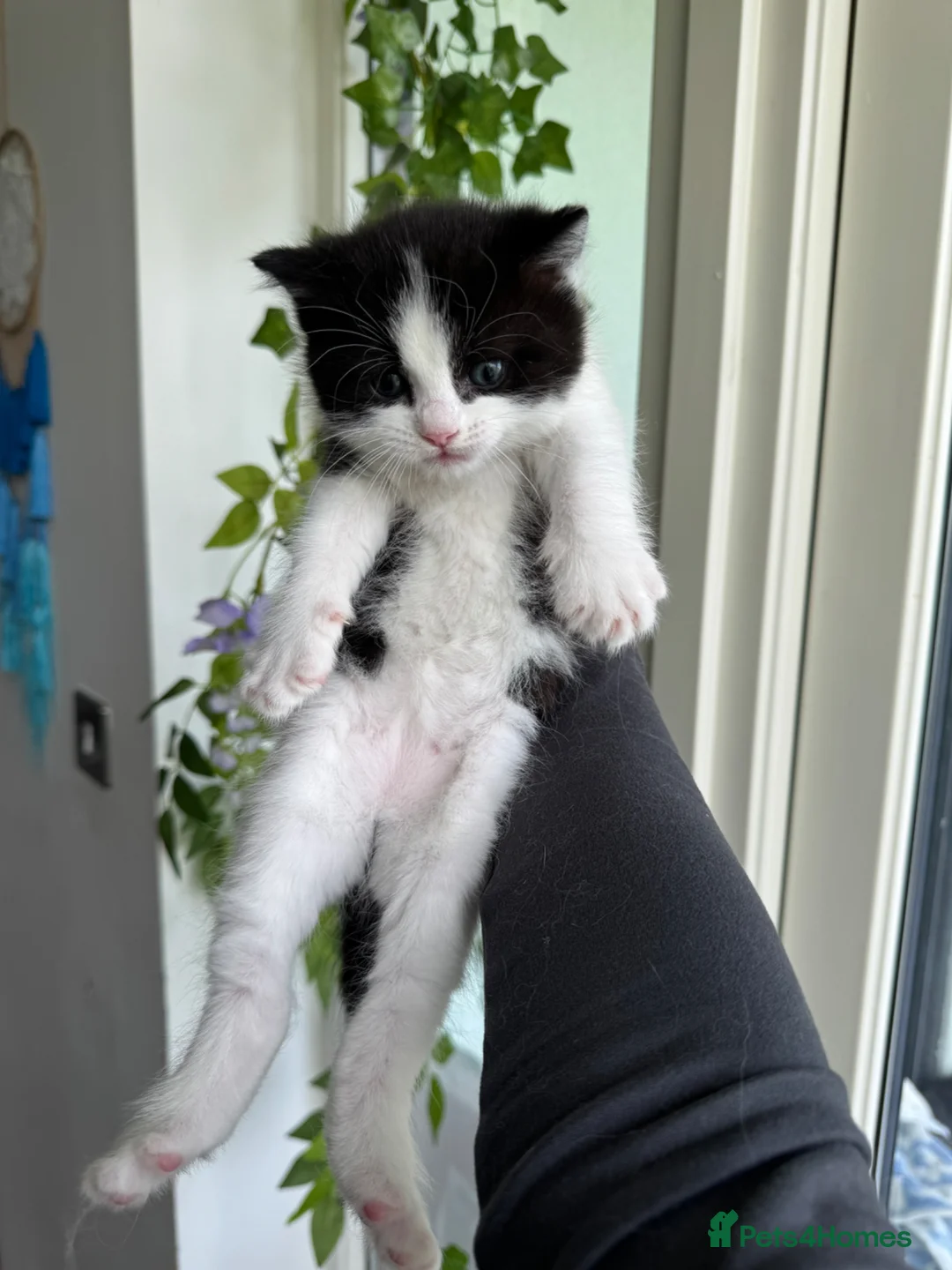 Ragdoll cats for sale: Beautiful Calico x Ragdoll Kittens  - Advert 1