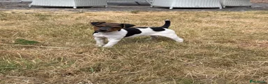 Jack Russell 1