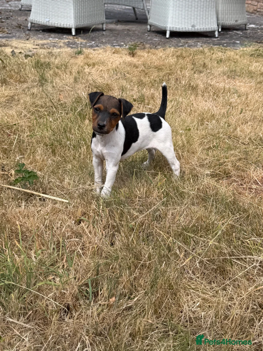 Jack Russell dogs for sale: Jack Russel bitch pup  in Ross-on-Wye - Advert 2