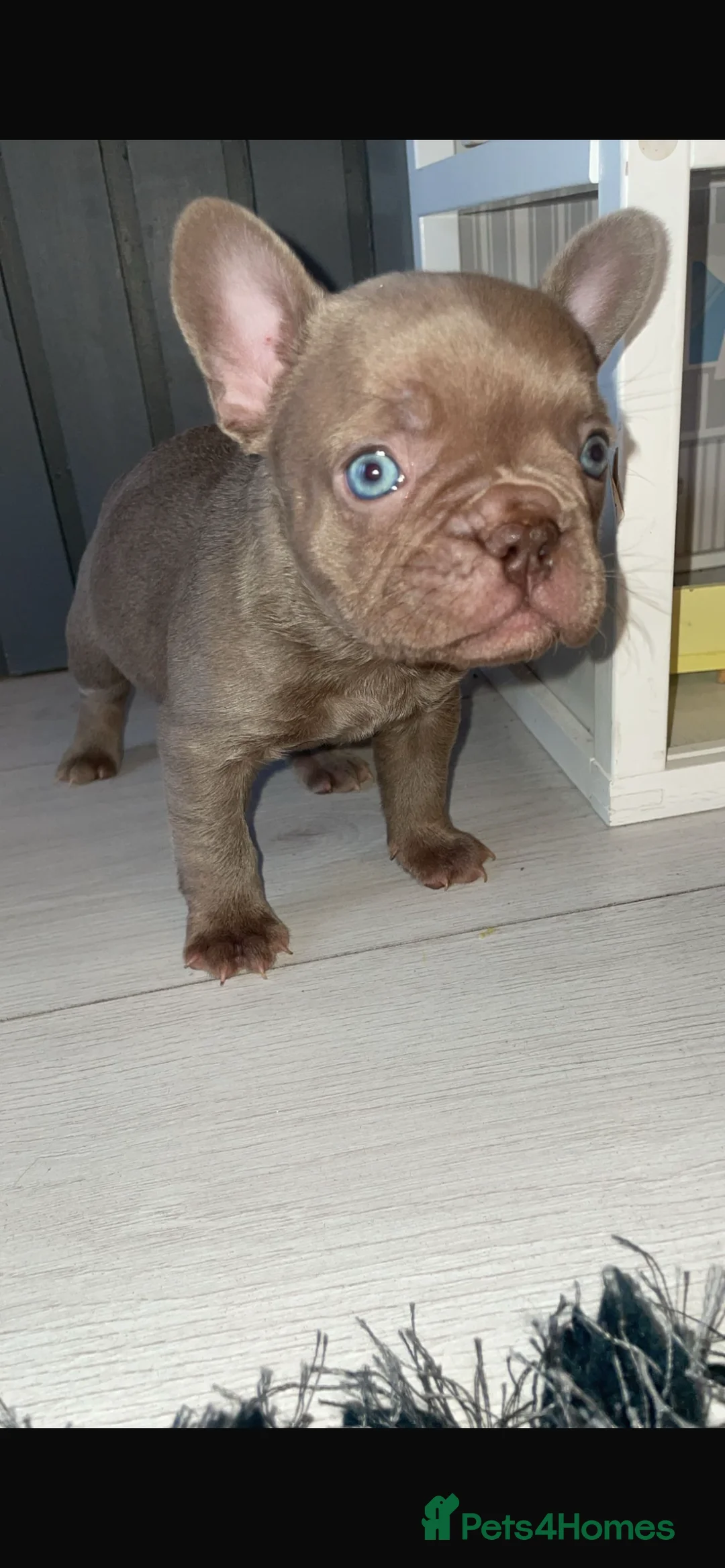 French Bulldog dogs for sale: Beautiful french bulldog puppy  - Advert 1