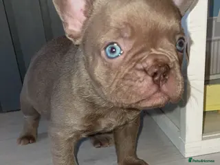 French Bulldog dogs Beautiful french bulldog puppy - Advert 3