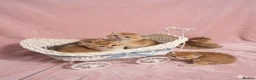 British Shorthair cats for sale: 💖 Pedigree golden chinchilla British shorthair - Advert 3