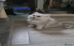 Persian cats for sale: 2 Boys left! Persian Chinchilla kittens - Image 3