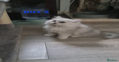 Persian cats - Advert 9