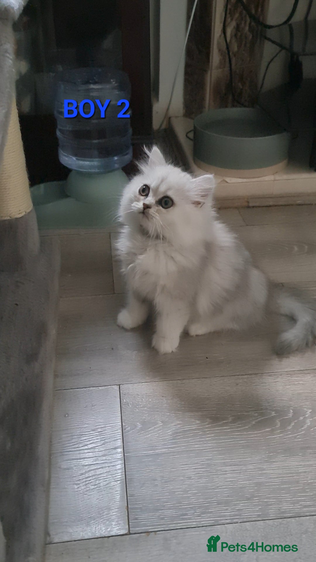 Persian cats for sale: 2 Boys left! Persian Chinchilla kittens - Image 3
