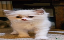 Ragdoll cats for sale: Ready now hcm clear ragdoll litter. X6 - Image 20
