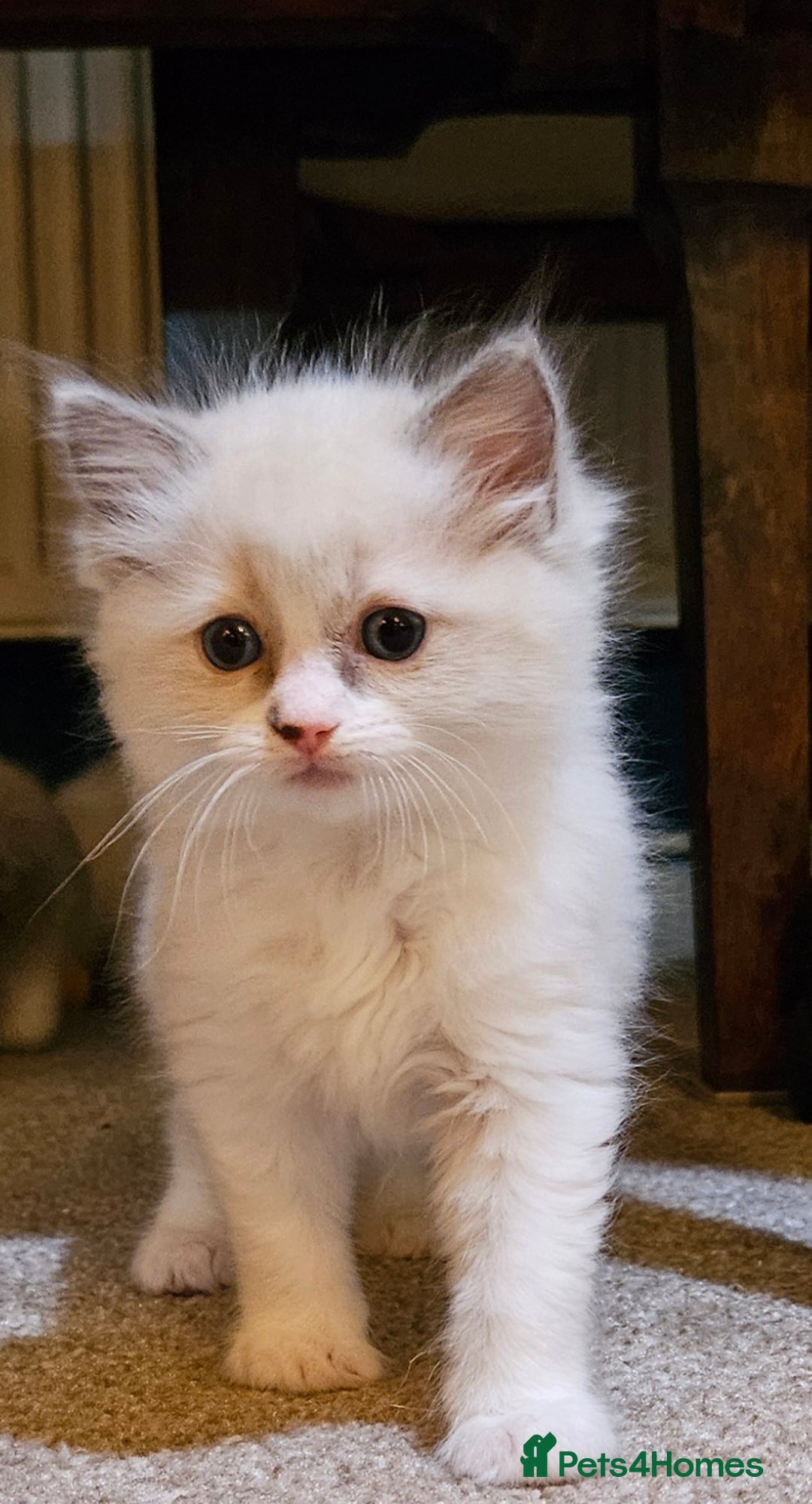 Ragdoll cats for sale: Ready now hcm clear ragdoll litter. X6 - Image 20