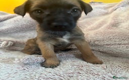 Mixed Breed dogs for sale: 4beautiful terrierxGerman ShepherdxLabrador puppy - Image 26
