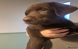 Mixed Breed dogs for sale: Chocolate Shepradors - Image 25