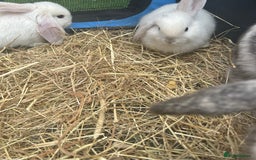 Mini Lop rabbits for sale: mini lops  - Image 5
