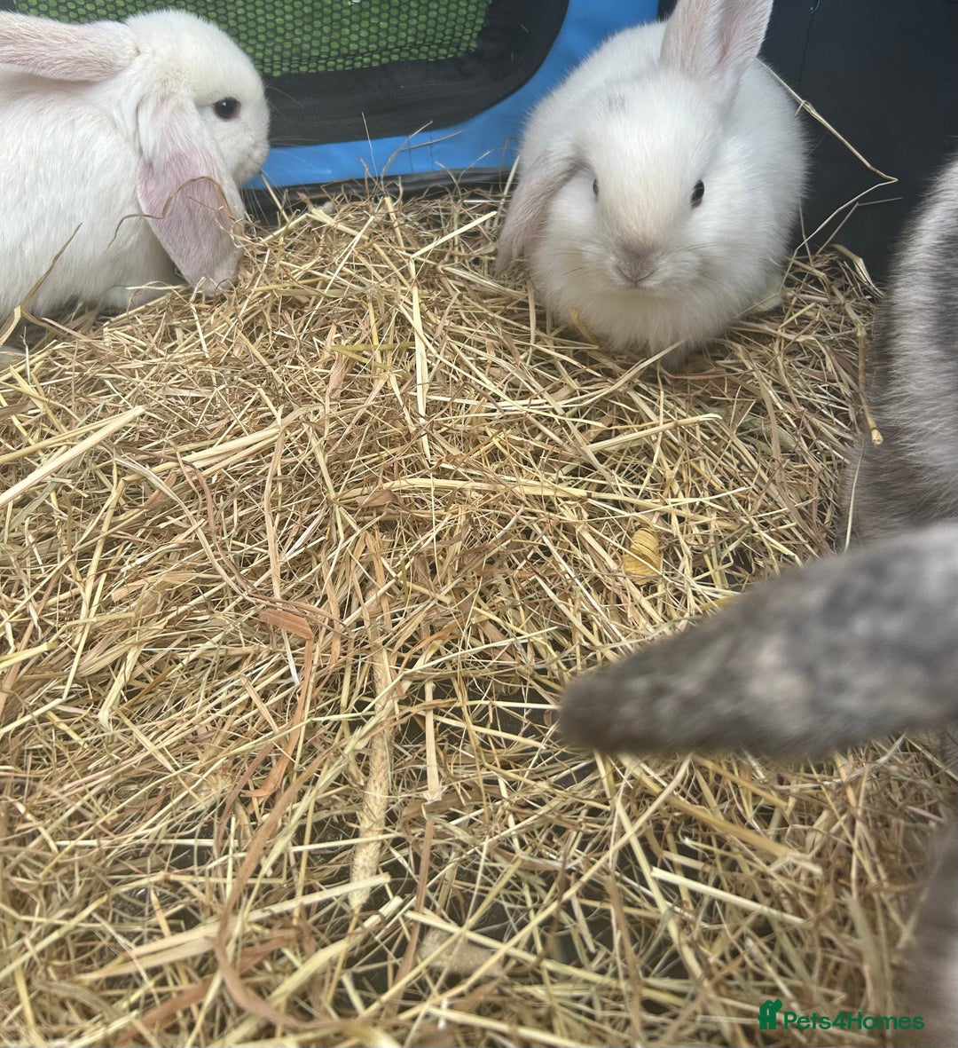 Mini Lop rabbits for sale: mini lops  - Image 5