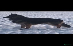 German Shepherd dogs for stud: German Shepherd male - Image 8