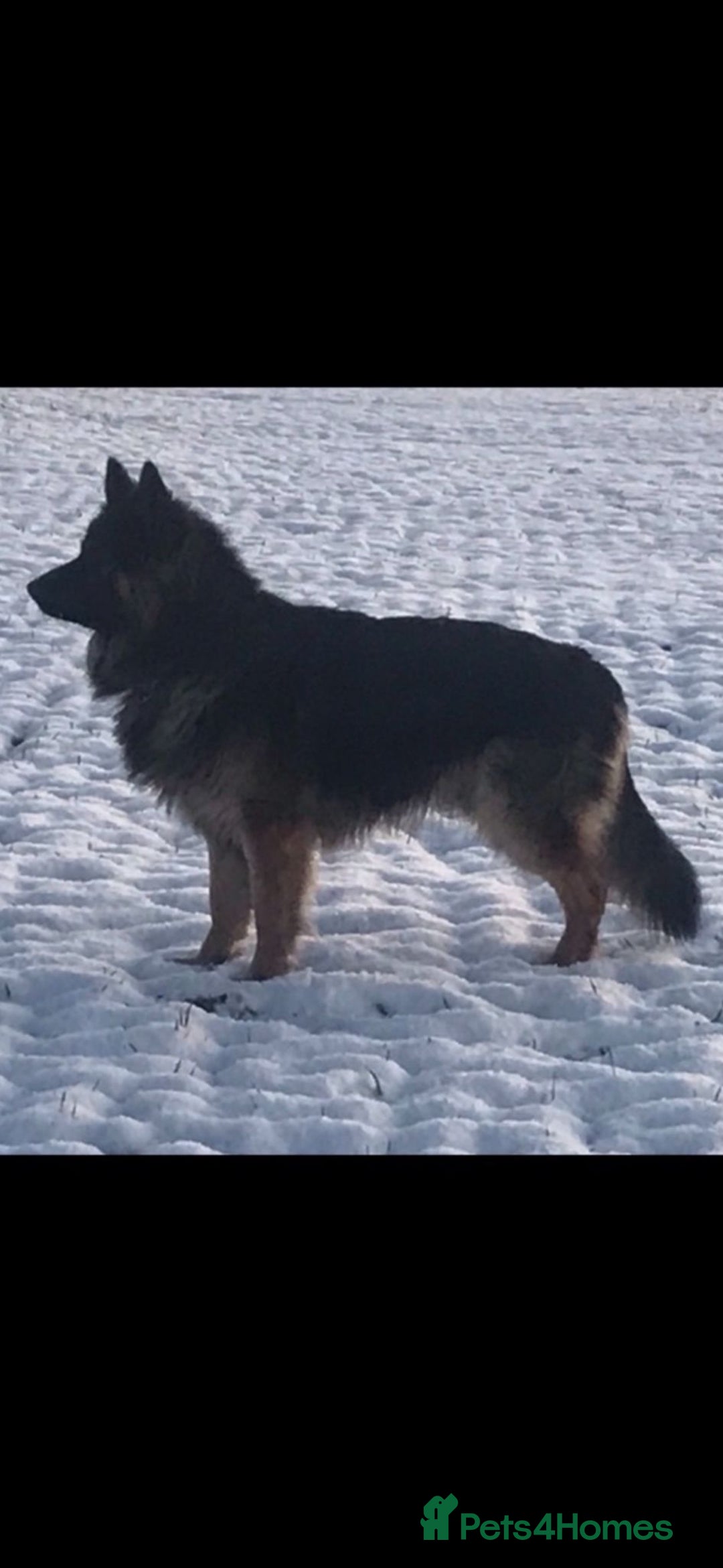 German Shepherd dogs for stud: German Shepherd male - Image 8