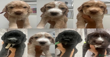 Cocker Spaniel dogs - Advert 6