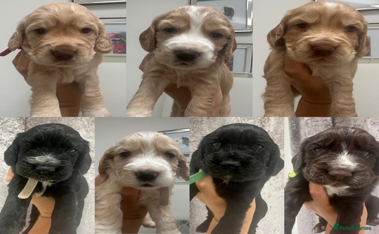 Cocker Spaniel dogs - Advert 8