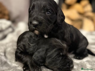 Cocker Spaniel dogs 7 working cocker spaniel puppies for sale - Advert 3