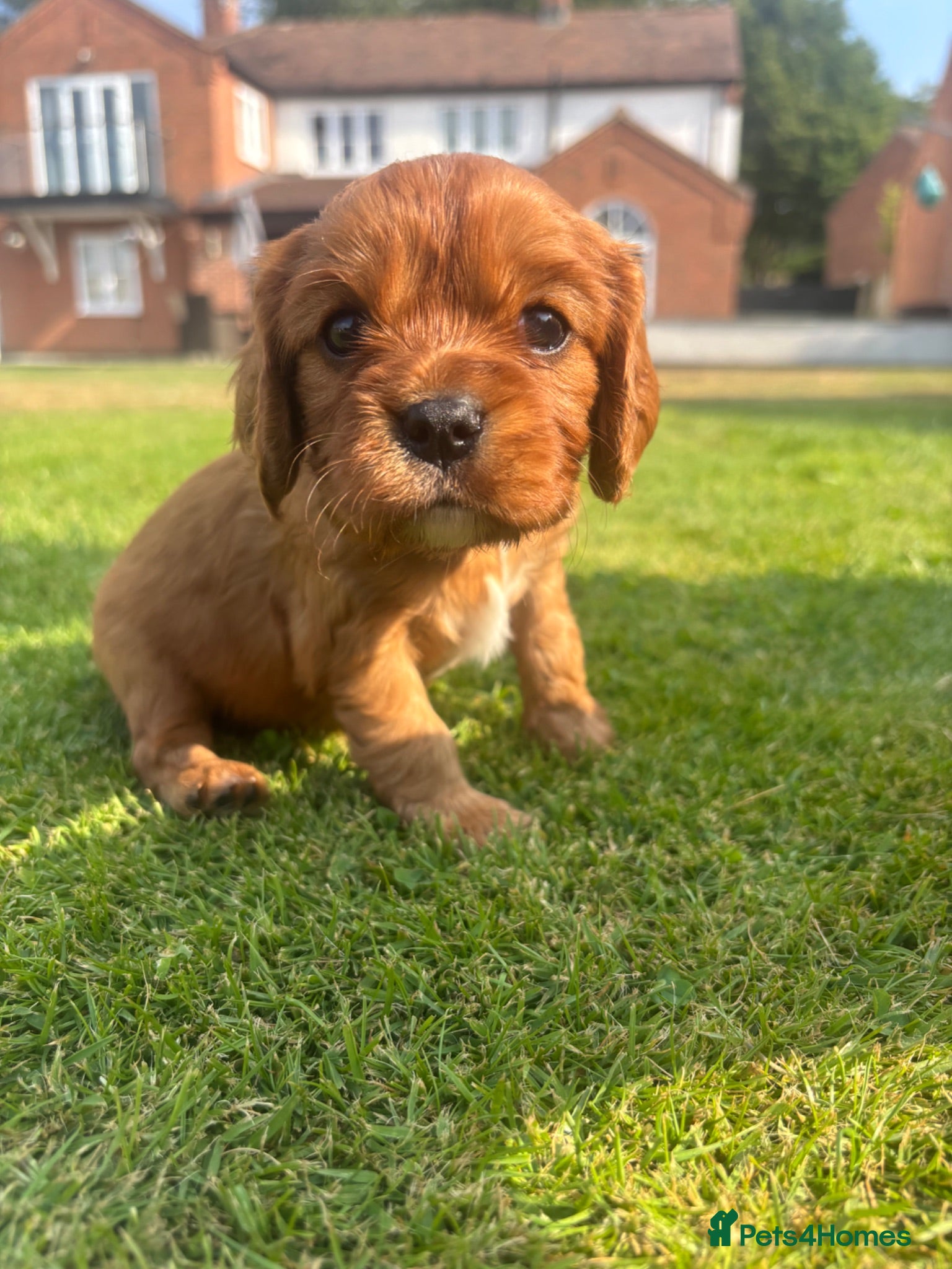 Cavalier King Charles Spaniel dogs Beautiful KC reg CKCS litter 💛  - Advert 1