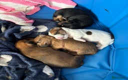 Mixed Breed dogs for sale: Jack Russel x Lucas Terrier Puppies - Image 30
