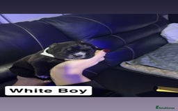 Cane Corso dogs for sale: 12 beautiful cane corso puppies 🐾 - Advert 1