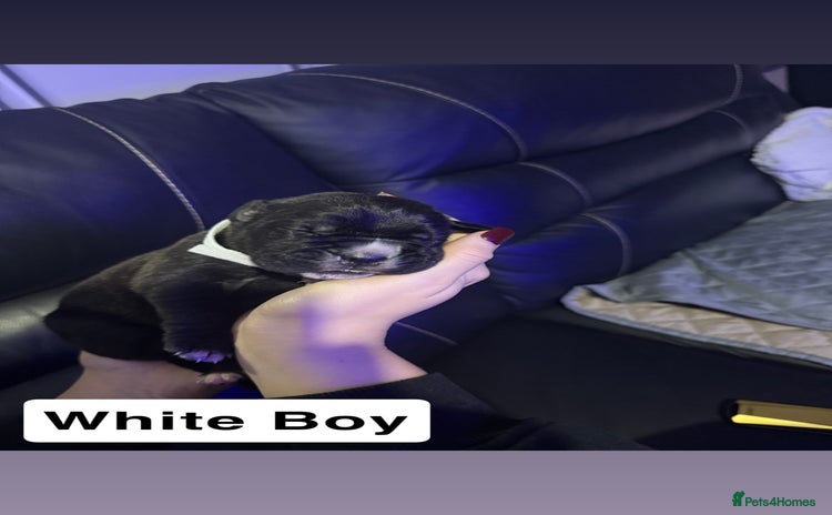 Cane Corso dogs 12 beautiful cane corso puppies 🐾 - Advert 3