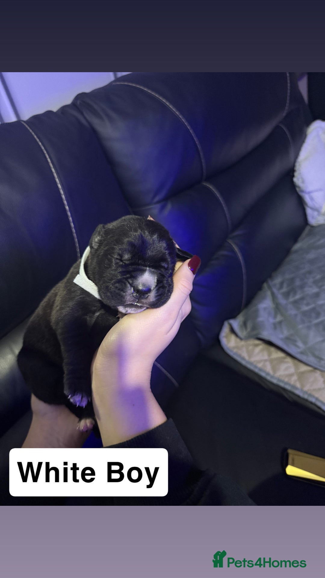 Cane Corso dogs for sale: 12 beautiful cane corso puppies 🐾 - Advert 1