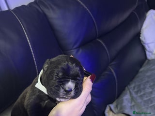 Cane Corso dogs 12 beautiful cane corso puppies 🐾 - Advert 6